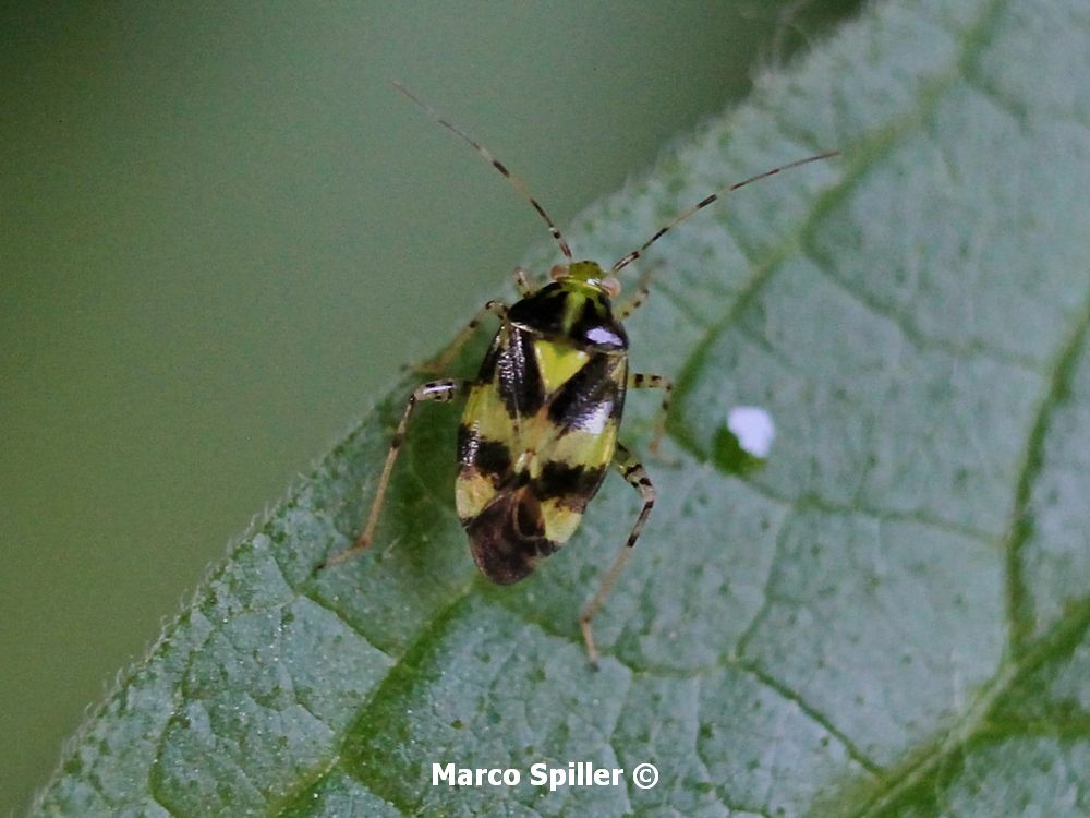 Liocoris tripustulatus